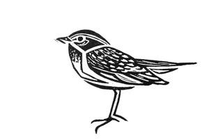 Aled - Welsh Warble